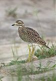 Spotted Thick-kneeborder=